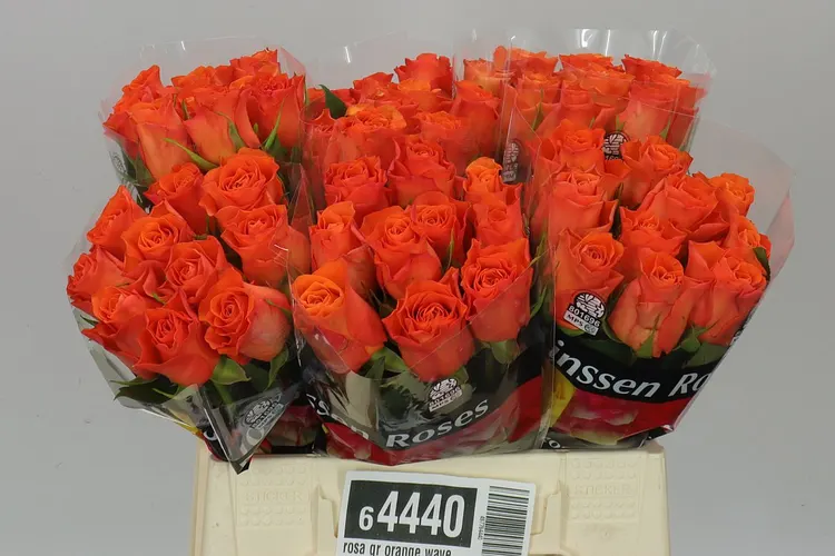 Rosa Gr Orange Wave 40 cm