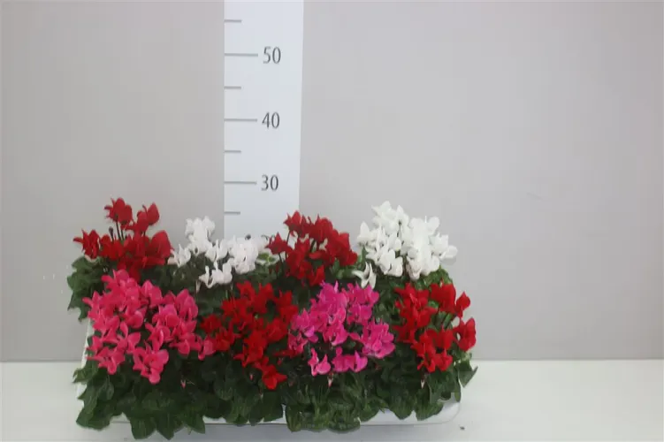 Cyklámen malokvetý S S Compact mix črepník 10,5 cm
