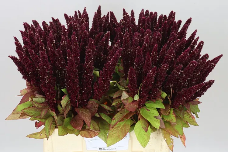 Amaranthus Red 60 cm