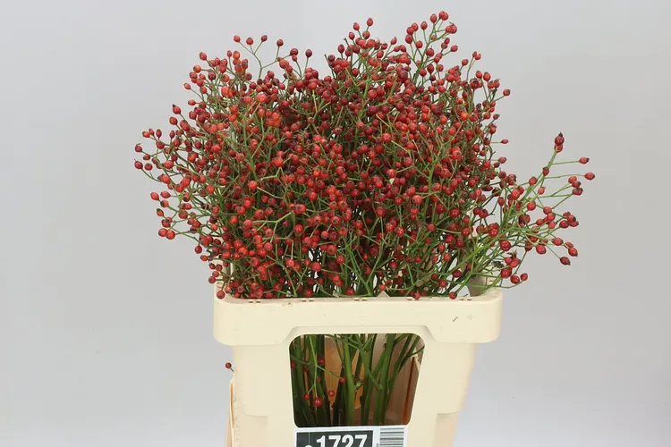 Rozenbottel Mag Red Cascade 60 cm
