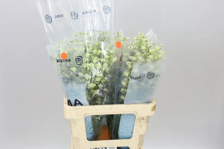 Stračonôžka En Trick Lavender 60 cm