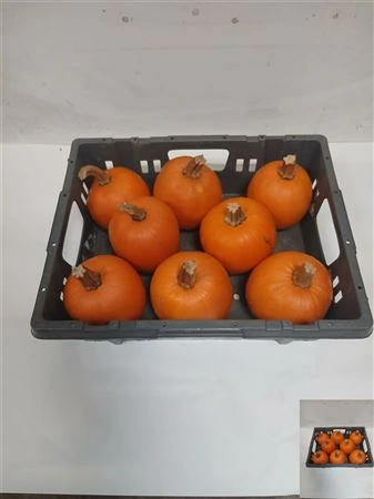 Okrasná tekvica Maxima Halloween