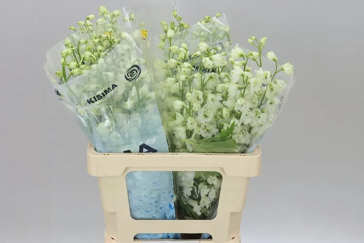 Delph El Guardian White 60 cm