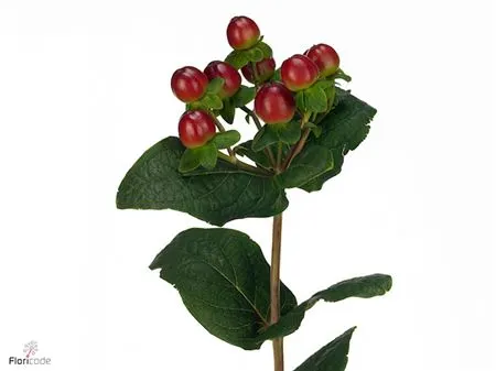 Hyp Magical Seasons 60 cm