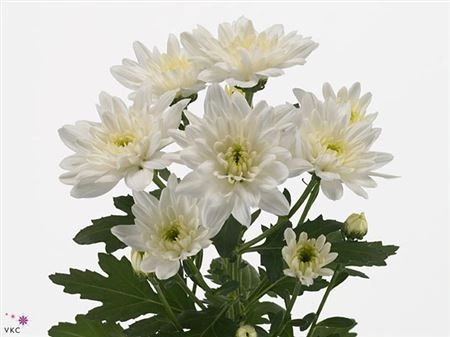 Chryzantéma trsová Baltica 70 cm