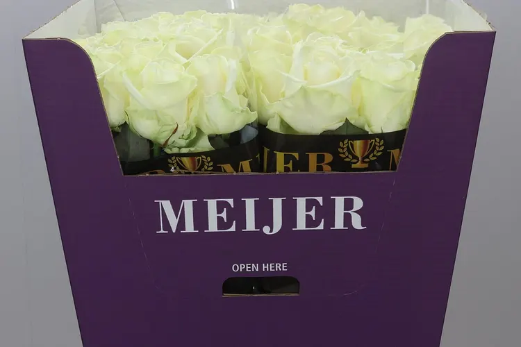 Ruža Avalanche Meijer White 80 cm