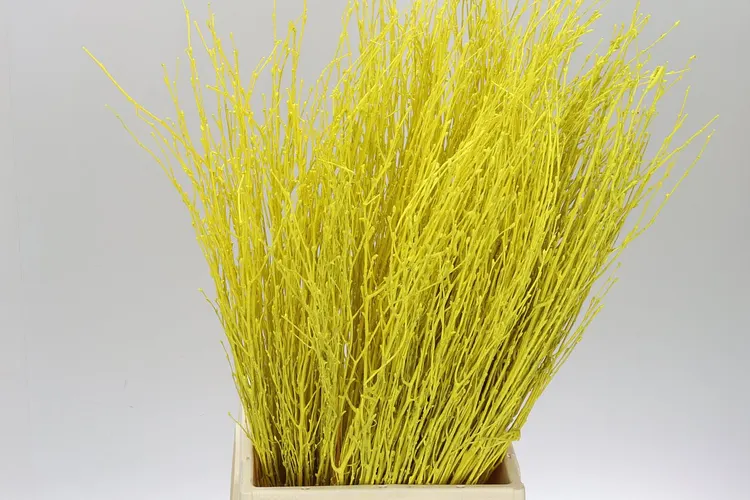 Berk Yellow 70 cm