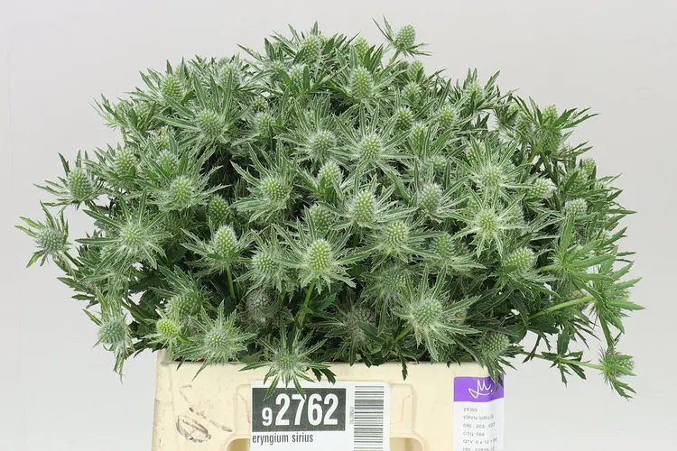 Eryngium Sirius 40 cm