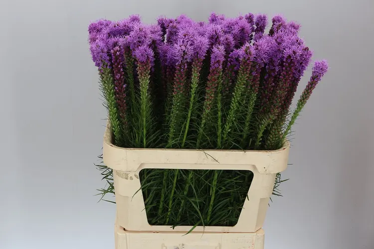 Liatris Callilepis 80 cm