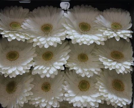 Gerbera Diamond Abe