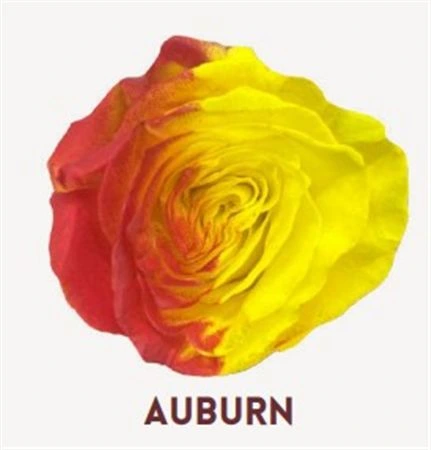Ruža farbená Auburn, Ekvádor 50 cm