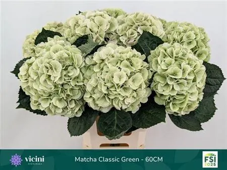 Hydrangea Matcha Classic Green 80 cm