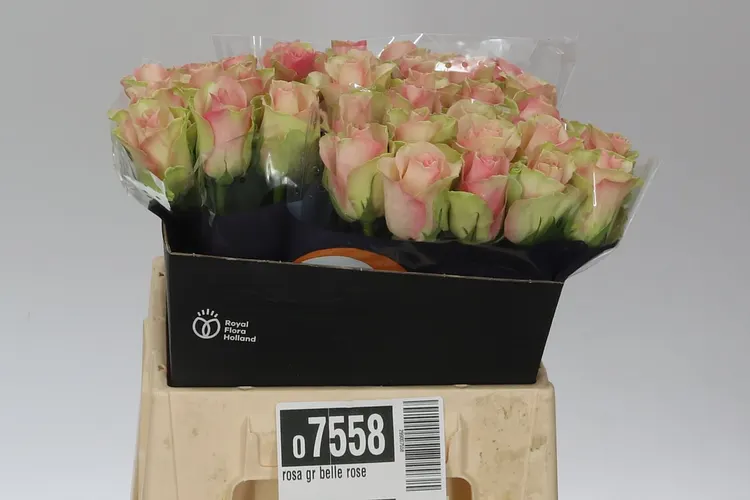 Ruža Belle Rose Ex 40 cm