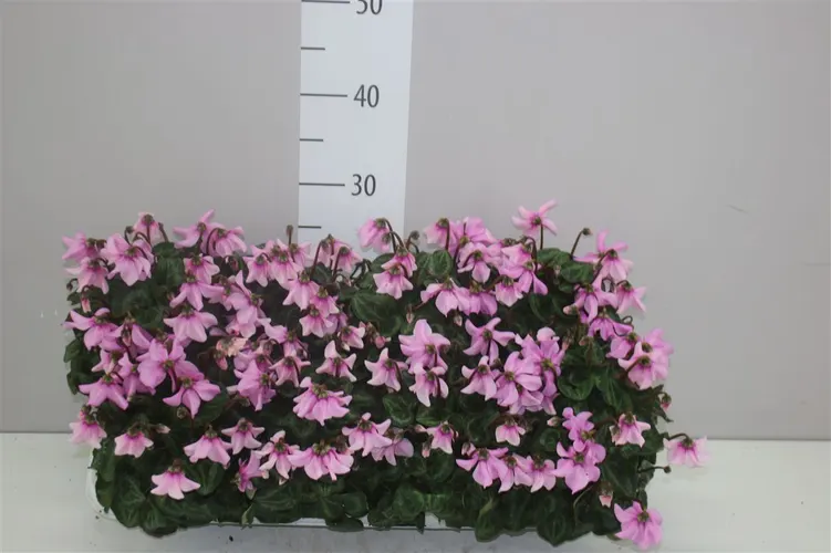 Cyklámen malokvetý Petticoat ružový črepník 10,5 cm