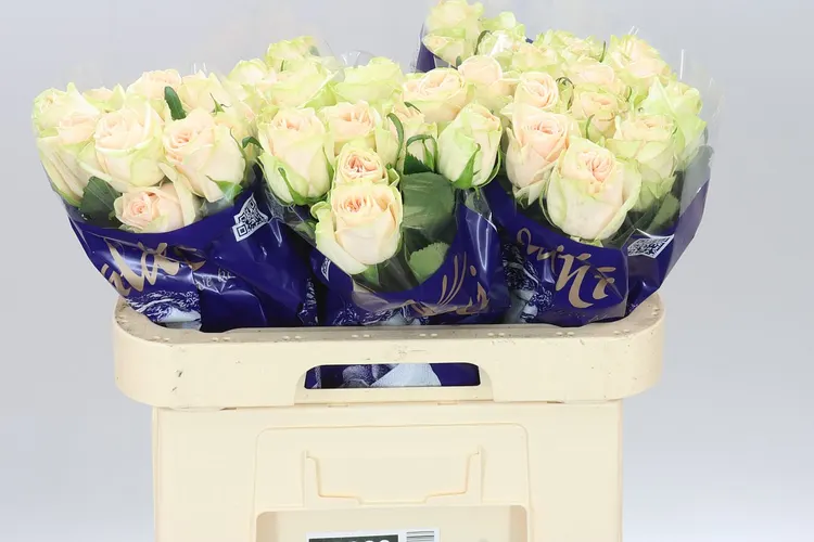 Rosa Gr Wedding Rose 60 cm