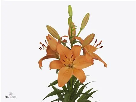 Ľalie (Lilies)