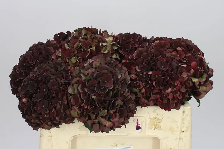 Hydrangea Dark Ruby Classic 50 cm