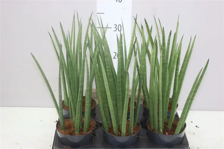 Sansevieria Cylindrica Mikado črepník 12 cm