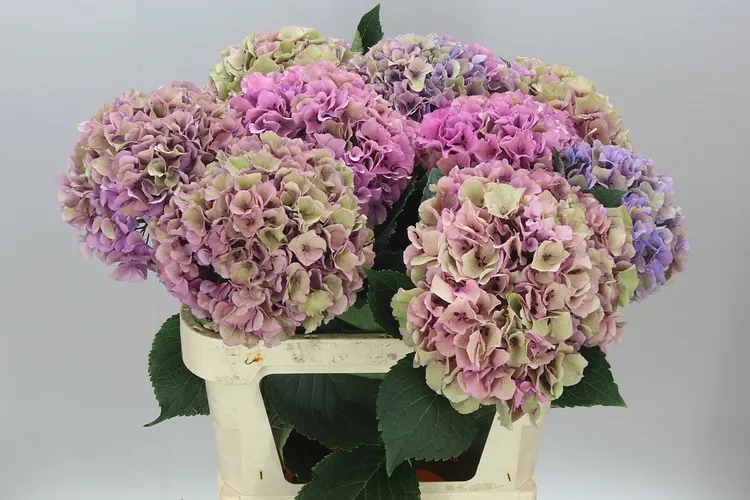 Hyd Parade Dream Classic 80 cm