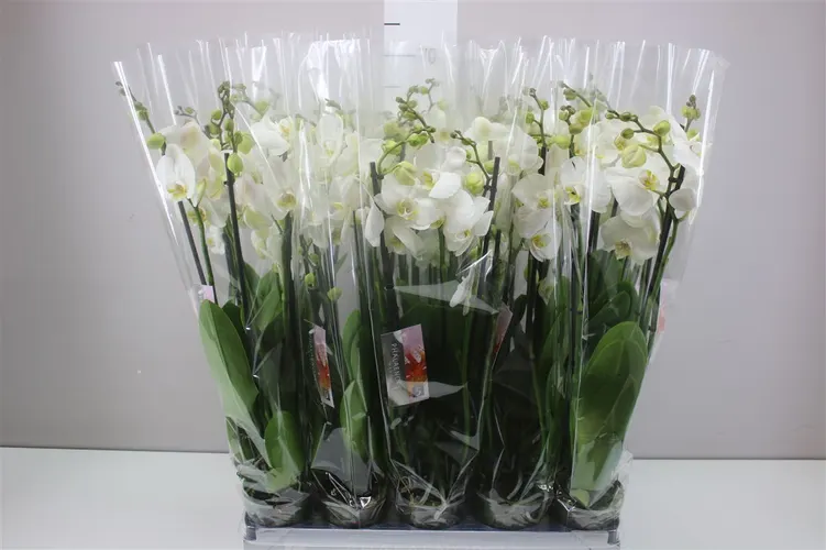 Orchidea Phalaenopsis biela !!, 5 výhonov črepník 12 cm