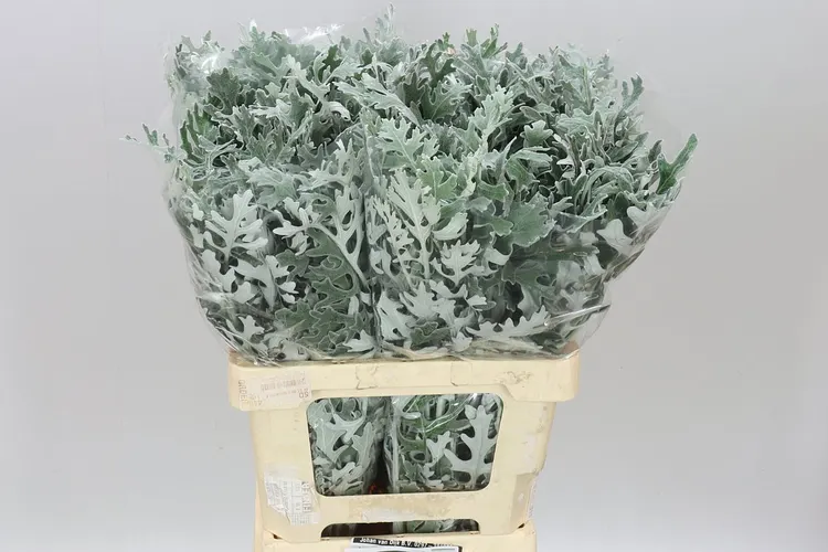 Senecio Maritima 60 cm