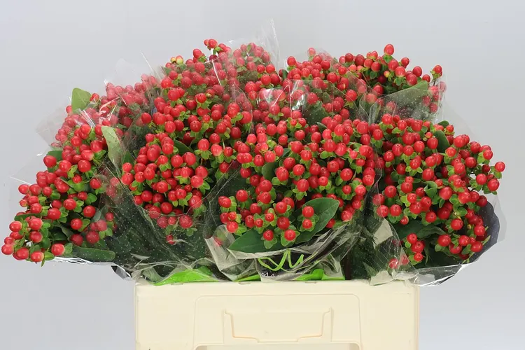 Hyp Tomato Flair 60 cm