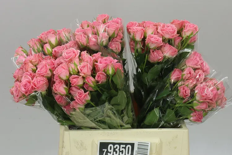 Rosa Tr Odilia 40 cm