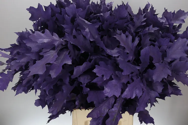 Quercus Rubra Purple 20st 80 cm