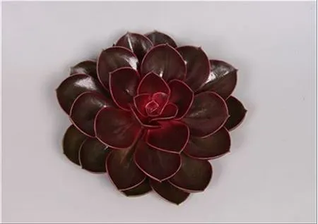 Echeveria Red Ruby Cutflowers 12 cm