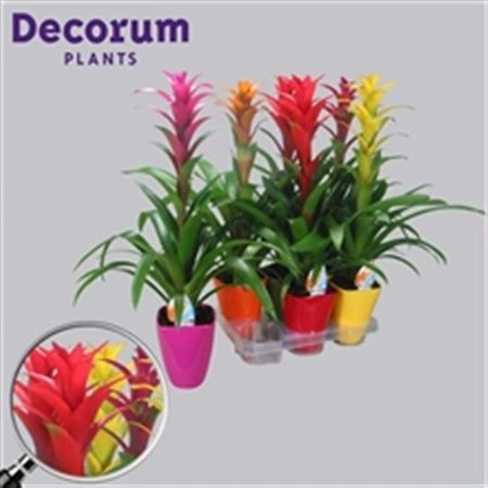 Guzmania mix v keramike črepník 14 cm