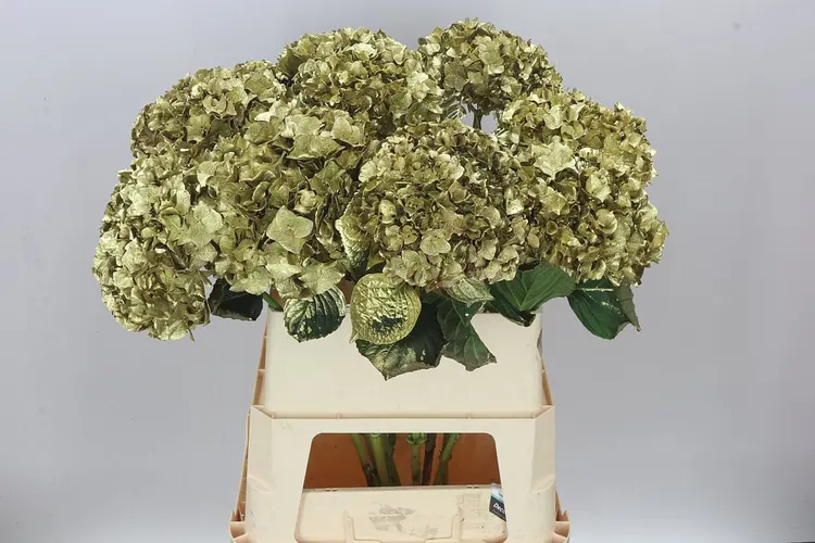 Hydr Painted Gold 80 cm