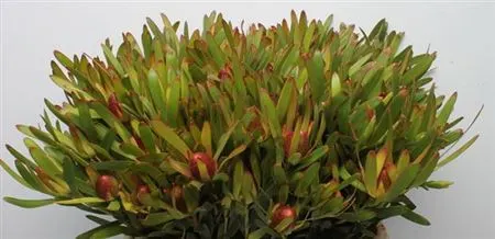 Leucadendron Cherry Pearl 50 cm