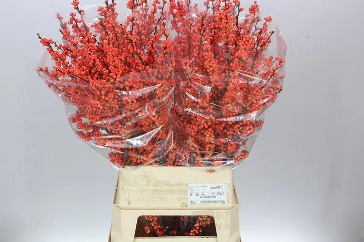 Ilex Winter Gold 100 cm