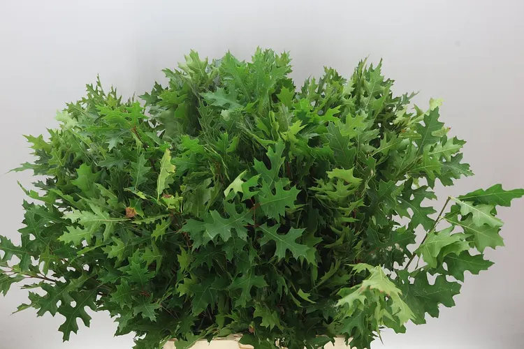 Quercus Palustrus 80 cm