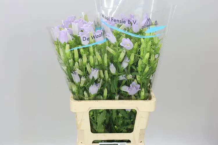 Campanula M Champ Lavender 70 cm