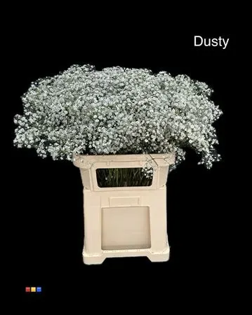 Gyps Xlence Dusty Grey 80 cm