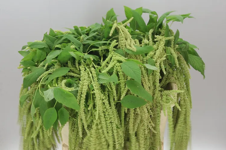 Amaranthus Ca Viridis 90 cm