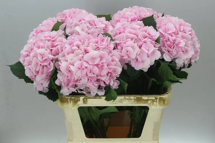 Hyd Verena Pink Pale 80 cm