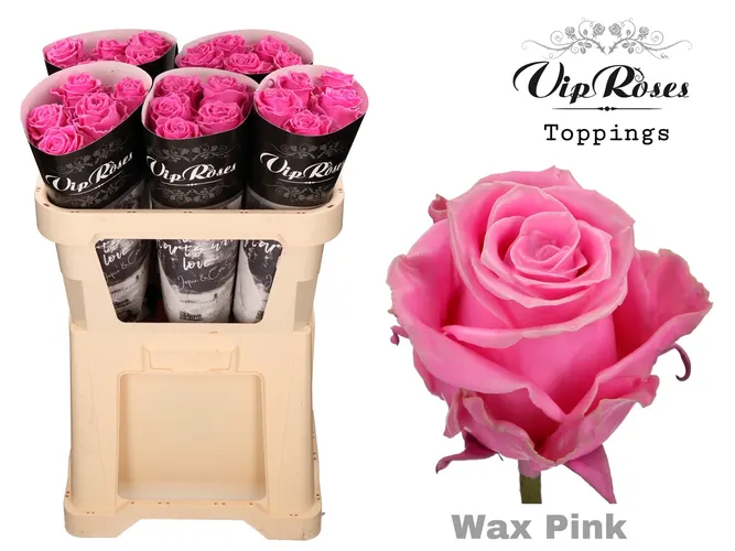 Ruža Wax Pink X30 998 70 cm