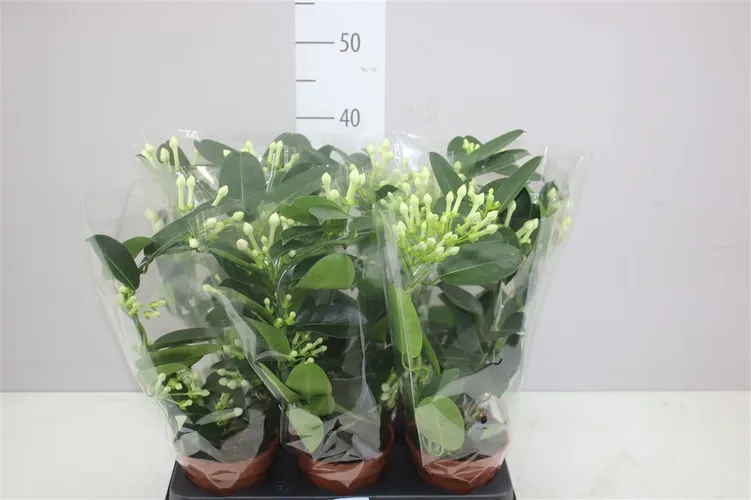 Stephanotis Fleur Parfum 6-9 črepník 12 cm