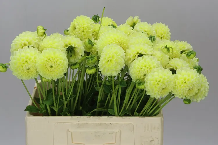 Dahlia Banana Baby 50 cm