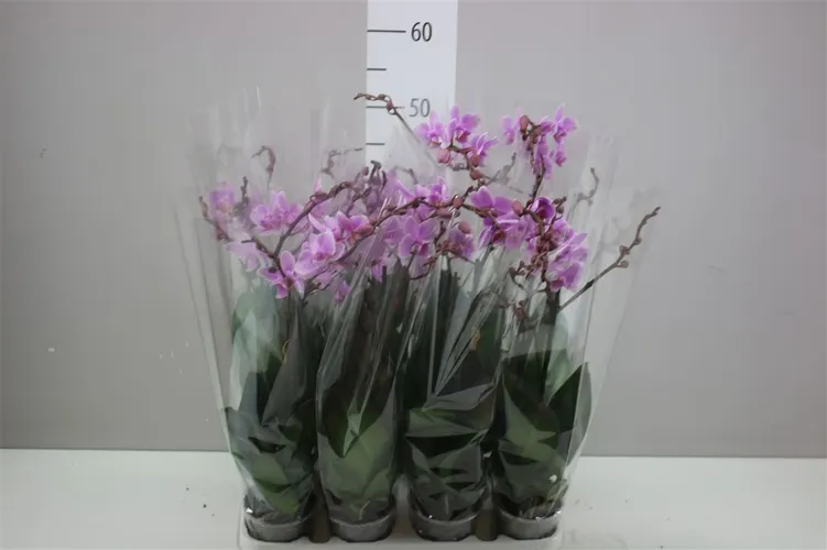 Orchidea Phalaenopsis Midi ružová, 1 výhon črepník 9 cm