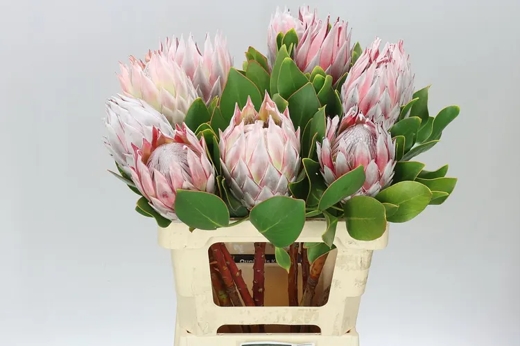 Protea Cynaroides 60 cm