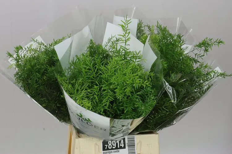 Asparágus Cwebe 50 cm