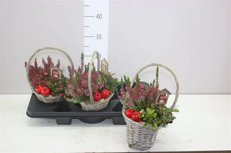 Arr Tuinplanten v obale Hengselmand črepník 18 cm