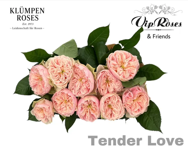 R Gr Tender Love 60 cm