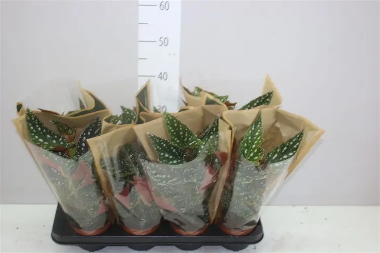 Begonia Maculata Spotlight Green črepník 12 cm