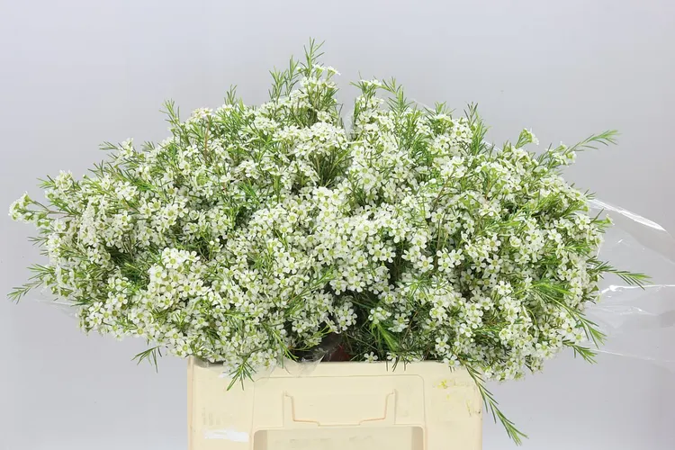 Voskovka Ofir Ex 60 cm