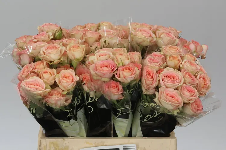 Rosa Tr Azore 40 cm