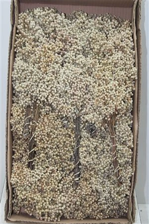 Pepperberries Bleach, sušené